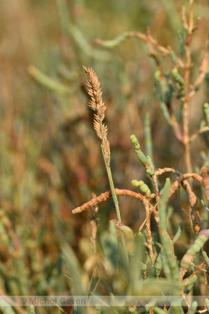 Fioringras subsp. maritima; Agrostis stolonifera subsp. maritima