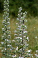 Pale bugloss; Echium italicum