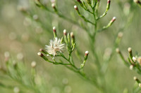 Narrow-leaved Aster; Aster squamatus