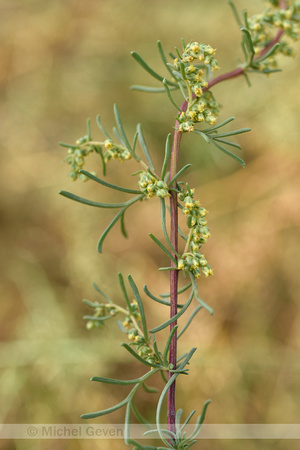 Duinaveruit; Wormwood sagewort; Artemisia campestris subsp. maritima