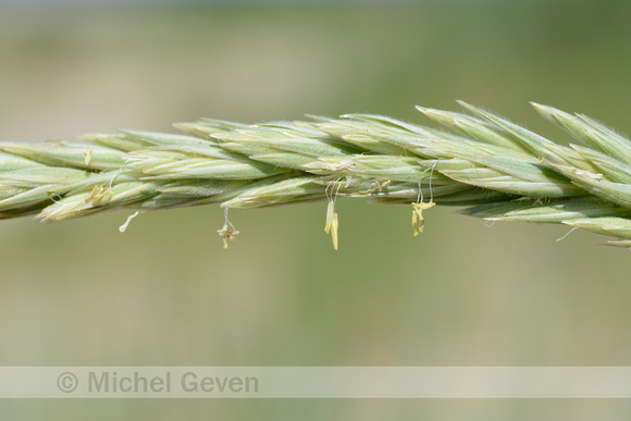 Zandhaver; Lyme-grass; Leymus arenarius