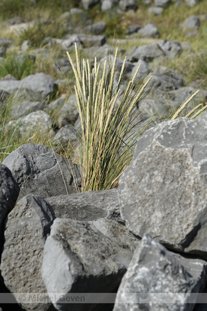 Zandhaver; Lyme-grass; Leymus arenarius;