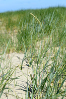 Zandhaver; Lyme-grass; Leymus arenarius