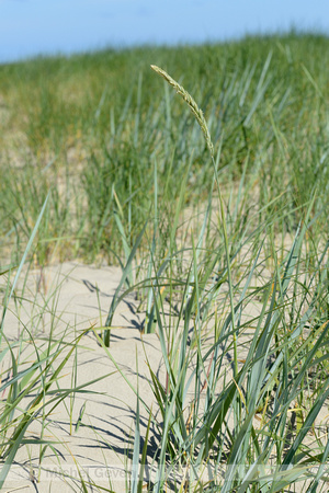 Zandhaver; Lyme-grass; Leymus arenarius