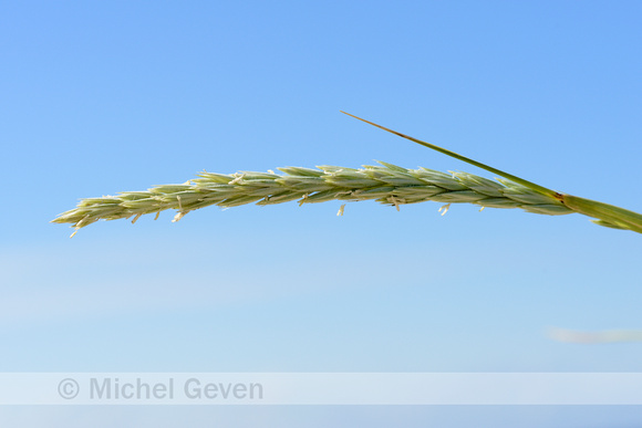 Zandhaver; Lyme-grass; Leymus arenarius