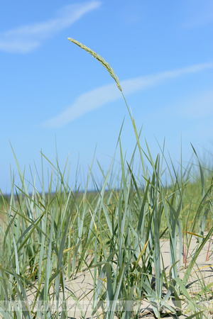 Zandhaver; Lyme-grass; Leymus arenarius