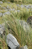 Zandhaver; Lyme-grass; Leymus arenarius;