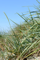 Zandhaver; Lyme-grass; Leymus arenarius