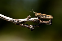 Gaspeldoornsprinkhaan - Red-legged Grasshopper - Chortippus binotatus