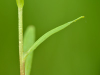 Weidevergeet-mij-nietje - Myosotis scorpioides subsp. nemorosa