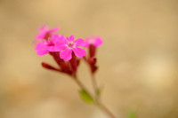 Rode Pekanjer; Sticky Catchfly; Silene viscaria;