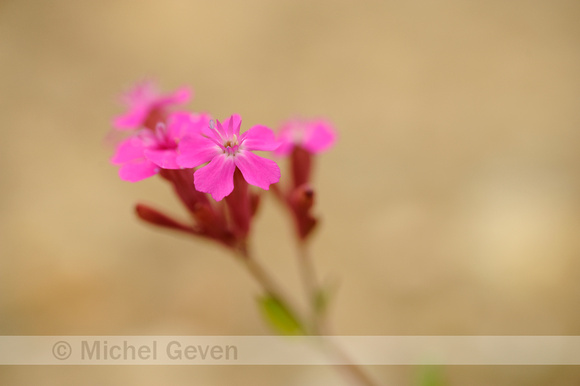 Rode Pekanjer; Sticky Catchfly; Silene viscaria;