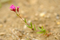 Rode Pekanjer; Sticky Catchfly; Silene viscaria;