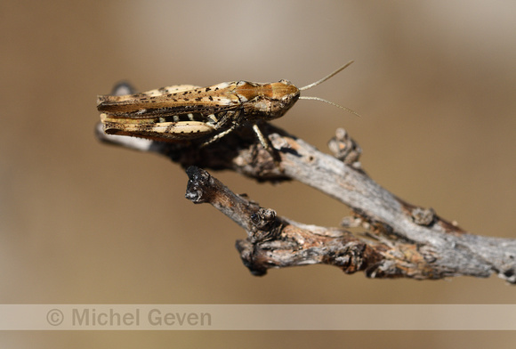 Gaspeldoornsprinkhaan; Red-legged Grasshopper; Chortippus binota