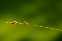 Paardenhaarzegge; Fibrous Tussock-sedge; Carex appropinquata
