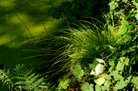 Paardenhaarzegge; Fibrous Tussock-sedge; Carex appropinquata