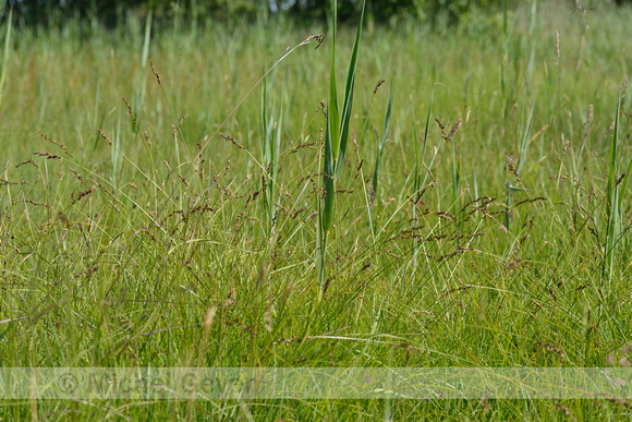 Paardenhaarzegge; Fibrous Tussock-sedge; Carex appropinquata