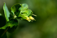 Kleine Wasbloem; Lesser Honeywort; Cerinthe minor subsp. Auricul