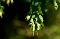 Kleine Wasbloem - Lesser Honeywort - Cerinthe minor