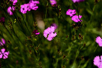 Ragged Pink; Dianthus seguieri