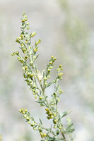 Absintalsem - Wormwood - Artemisia absinthium