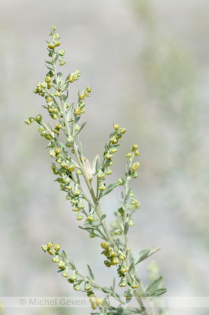 Absintalsem; Wormwood; Artemisia absinthium;