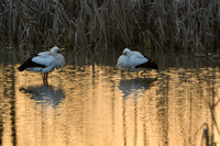 Ooievaar; White Stork; Ciconia ciconia