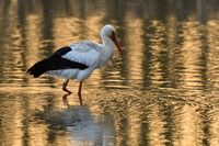 Ooievaar; White Stork; Ciconia ciconia