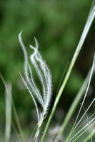 Vedergras; European feather grass; Stipa pennata