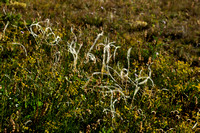 Vedergras; European feather grass; Stipa eriocaulis