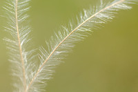 Vedergras; Stipa pennata; Feather grass;