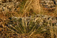 Vedergras; European Feather grass; Stipa pennata