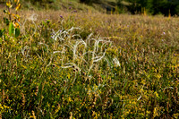 Vedergras; European feather grass; Stipa eriocaulis