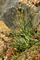 Tragopogon crocifolius