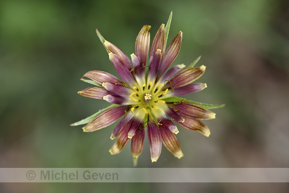 Tragopogon crocifolius