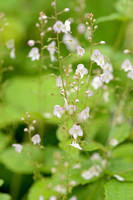 Netelereprijs; Nettle-leaved Speedwell; Veronica urticifolia