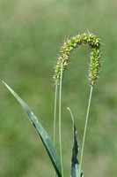 Kransnaaldaar; Rough Bristle-grass; Setaria verticillata