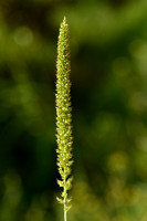 Kransnaaldaar; Rough Bristle-grass; Setaria verticillata