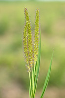 Kransnaaldaar; Rough Bristle-grass; Setaria verticillat