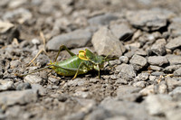 Dikbuiksprinkhaan - Bull Bush-cricket - Polysarcus denticauda