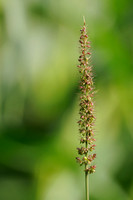 Kransnaaldaar;Rough Bristle-grass;Setaria verticillata