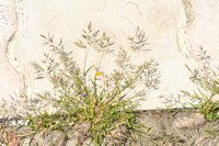 Mediterranean lovegrass; Eragrostis barrelieri