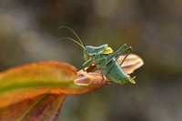 Dikbuiksprinkhaan; Bull Bush-cricket; Polysarcus denticauda