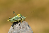 Dikbuiksprinkhaan; Bull Bush-cricket; Polysarcus denticauda