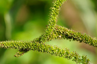Kransnaaldaar;Rough Bristle-grass;Setaria verticillata