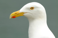 Grote Burgemeester - Glaucuous Gull - Larus hyperboreus