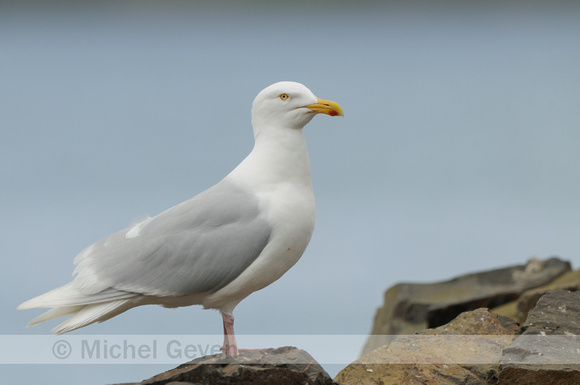 Grote Burgemeester; Glaucous Gull; Laurs hperboreus