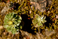 Starry Stonecrop; Sedum stellatum