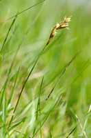 Rivierduinzegge; Sand Sedge; Carex ligerica
