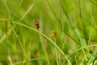 Tweehuizige zegge - Dioecious Sedge - Carex dioica